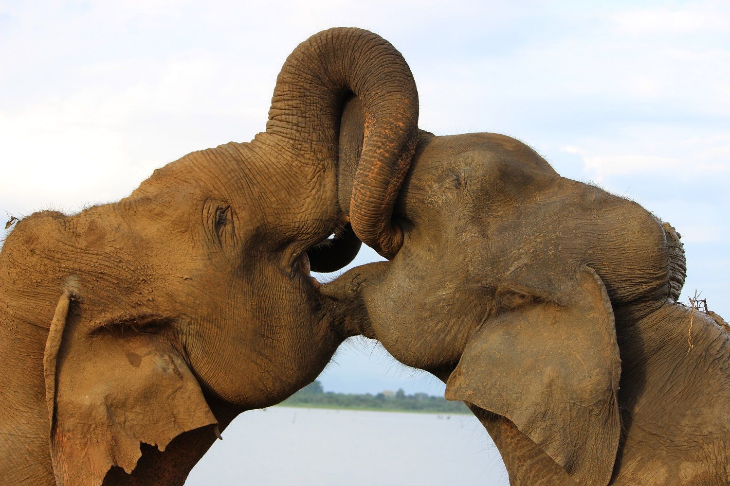 archie-fantom-782168-unsplash-elephants-kissing-galle-sri-lanka-resize