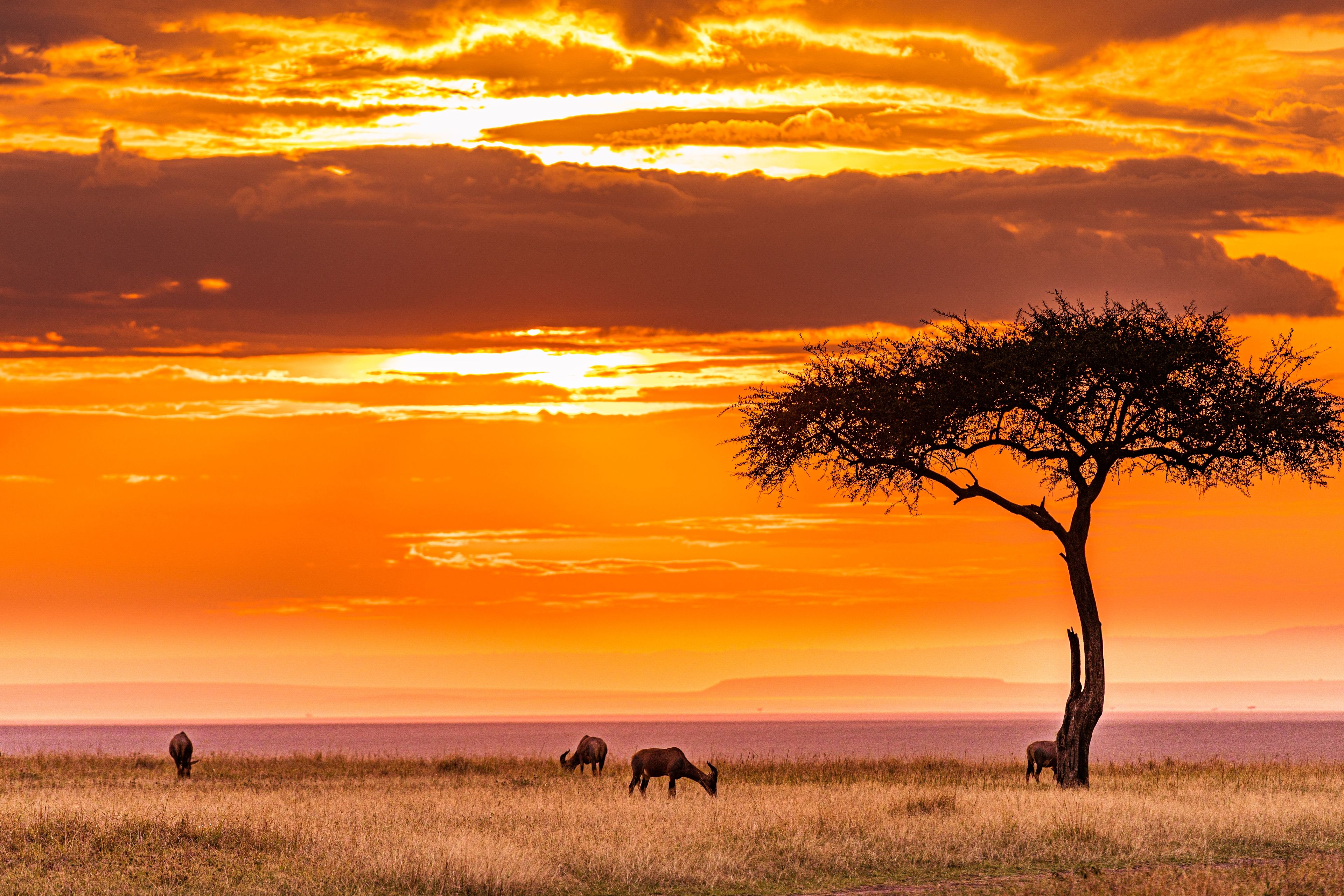 Trek the Maasai Mara - July 25